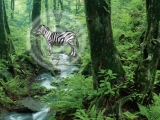 Hidden Zebra